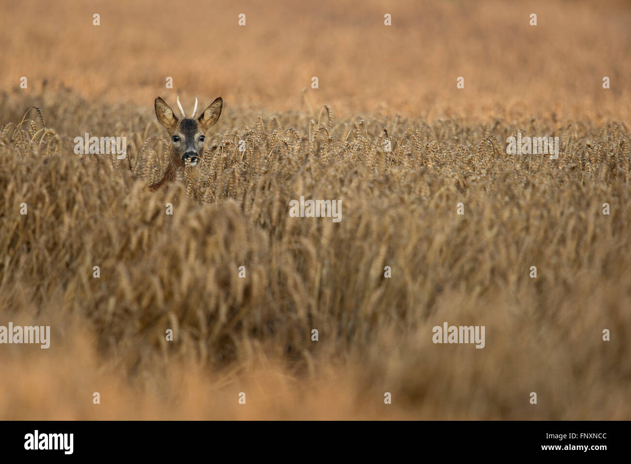 Roe Deer / Rehbock ( Capreolus capreolus ), buck avec bois pointu, se cachant dans un champ de blé, à regarder attentivement. Banque D'Images
