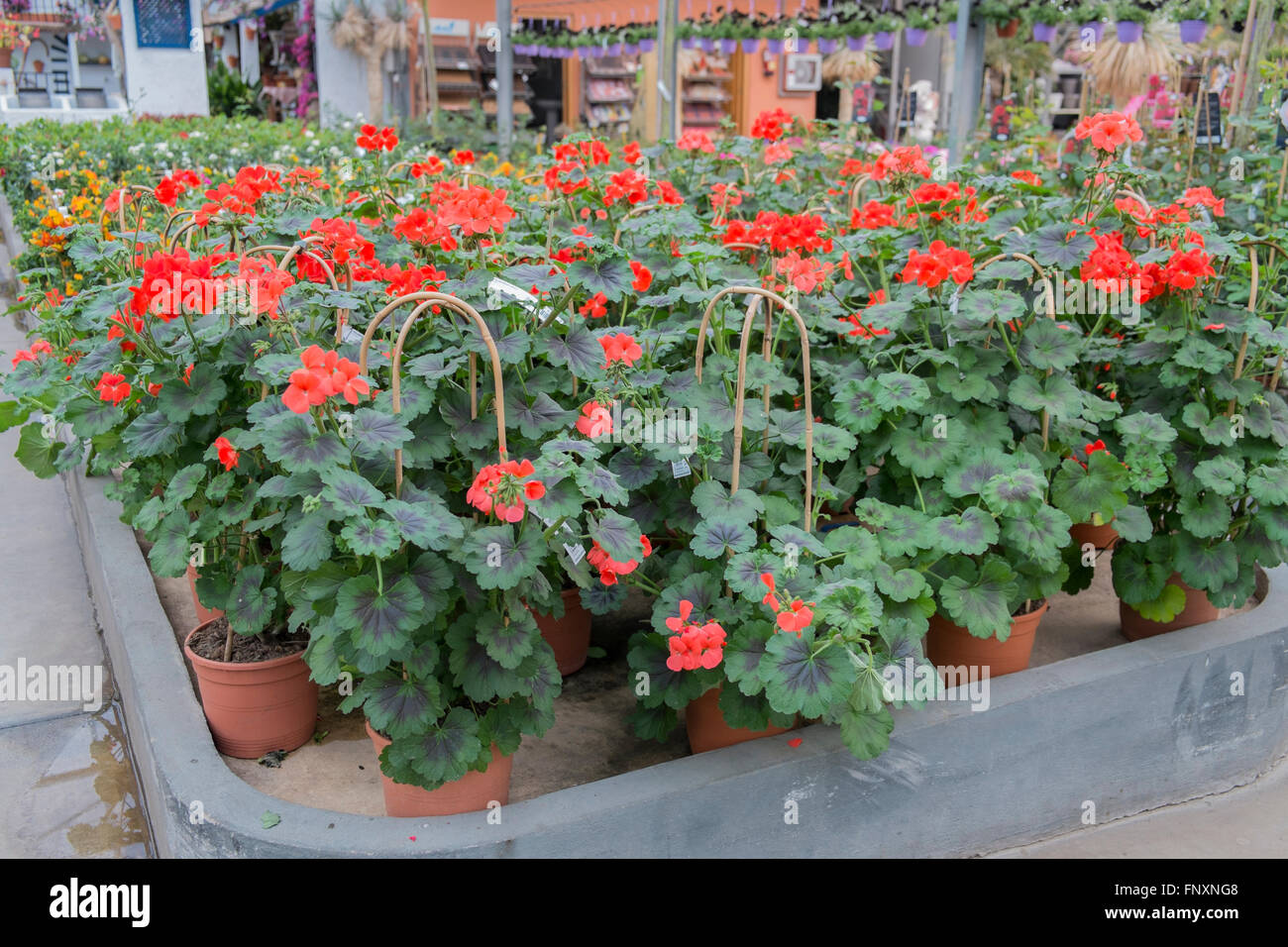 Pélargonium dans un centre de jardin Banque D'Images