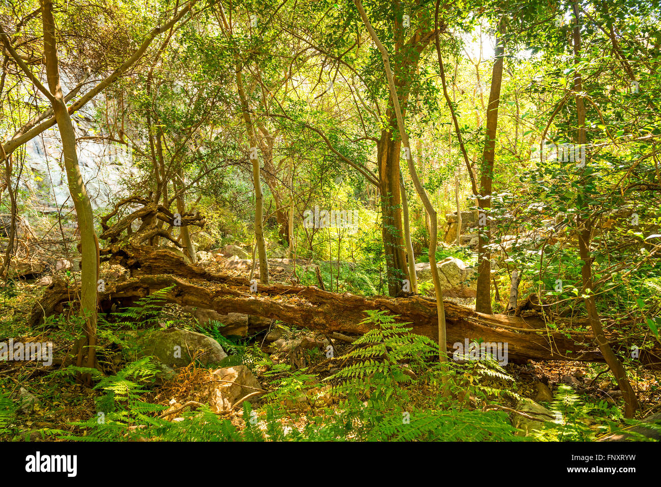 Végétation luxuriante jungle africaine paysage avec un vieil arbre tombé au Botswana, l'Afrique Banque D'Images