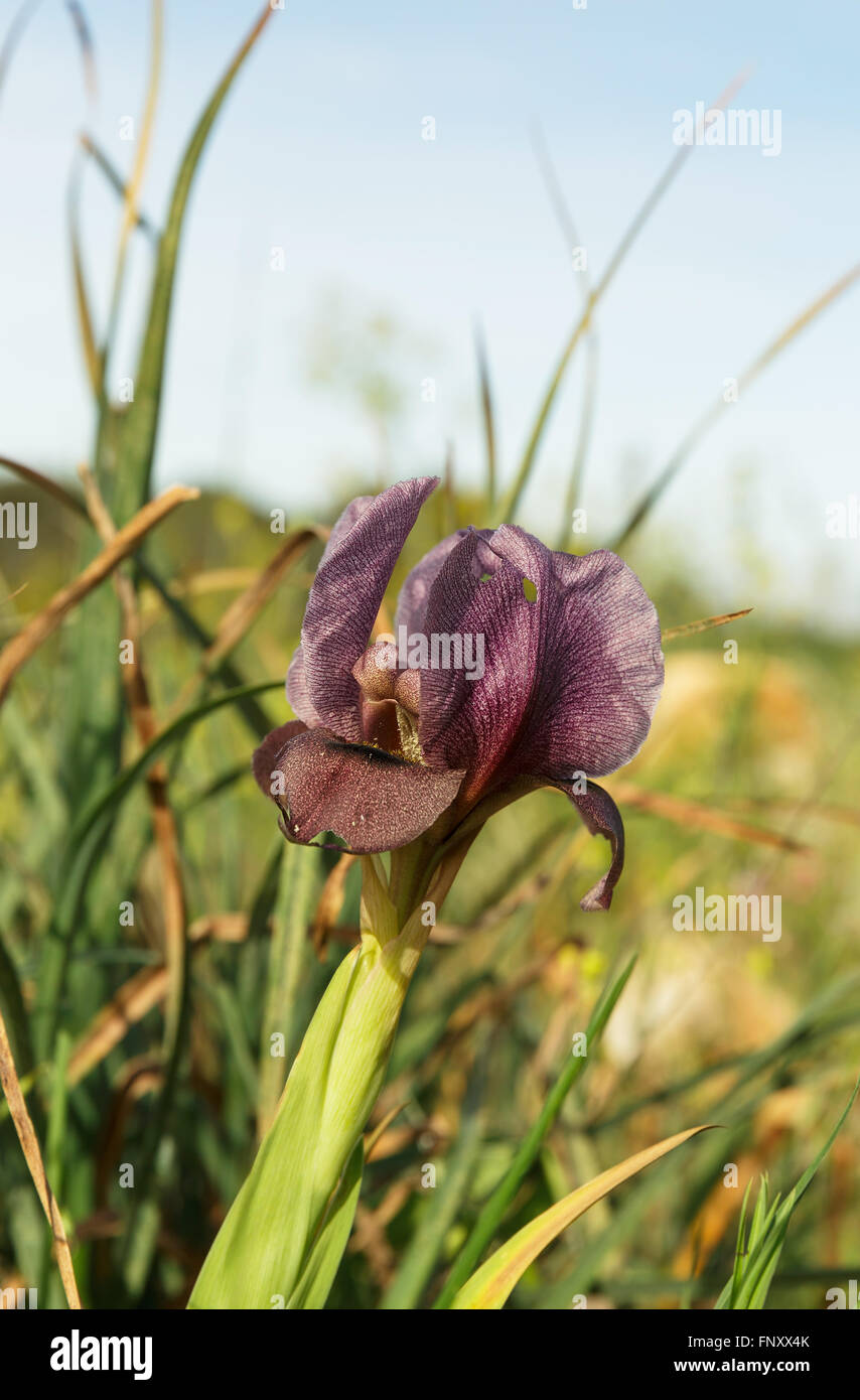 Belle fleur violet iris close-up Banque D'Images