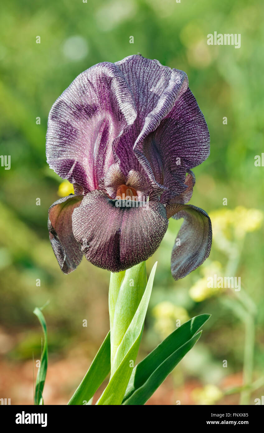 Belle fleur violet iris close-up Banque D'Images