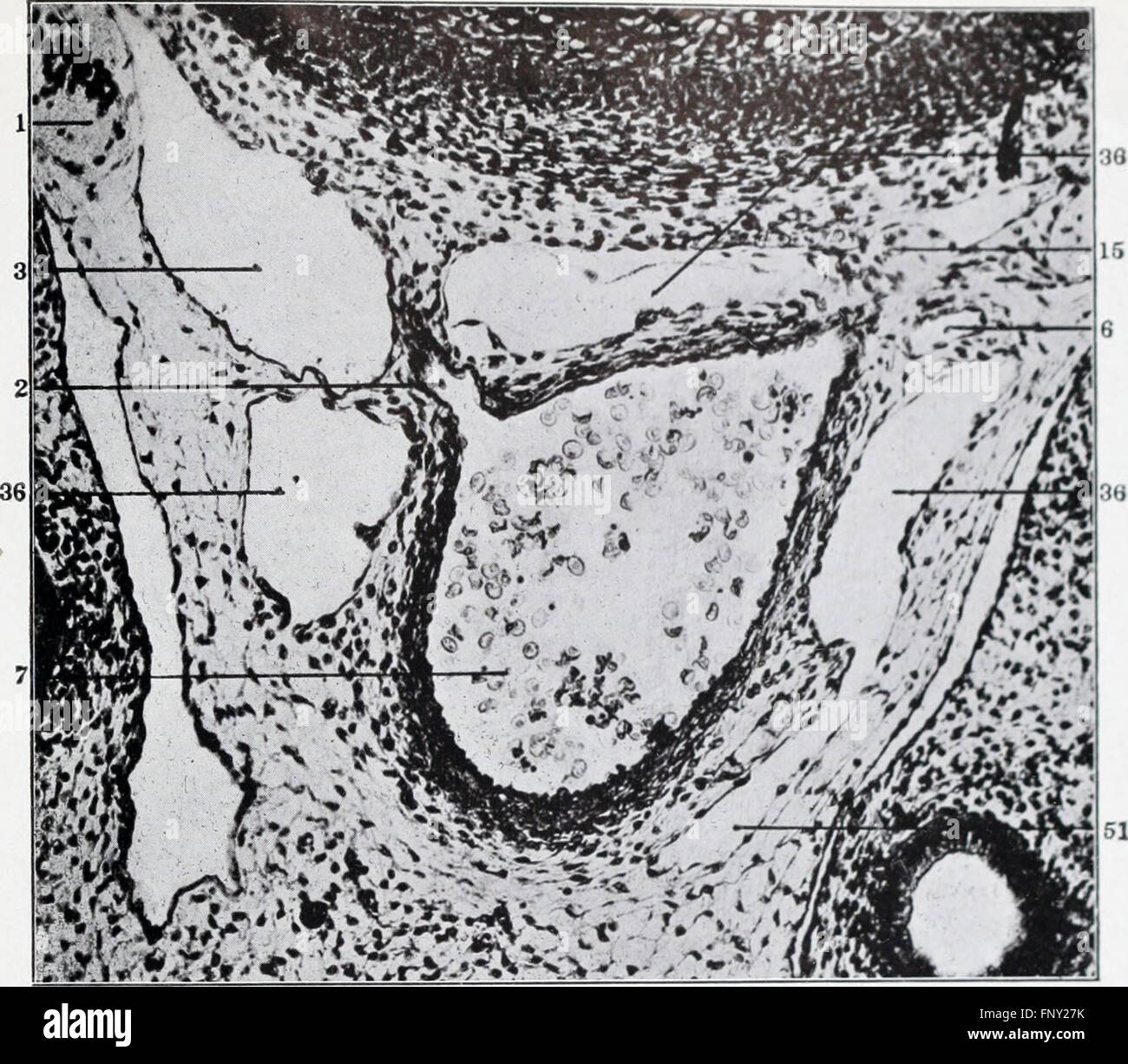 'The Anatomy and Development of the Systemic Lymphatic Vessels in the Domestic Cat' (1911) étudie la structure et la croissance des vaisseaux lymphatiques chez les chats, contribuant ainsi à la compréhension de l'anatomie féline et de la physiologie comparée. Banque D'Images