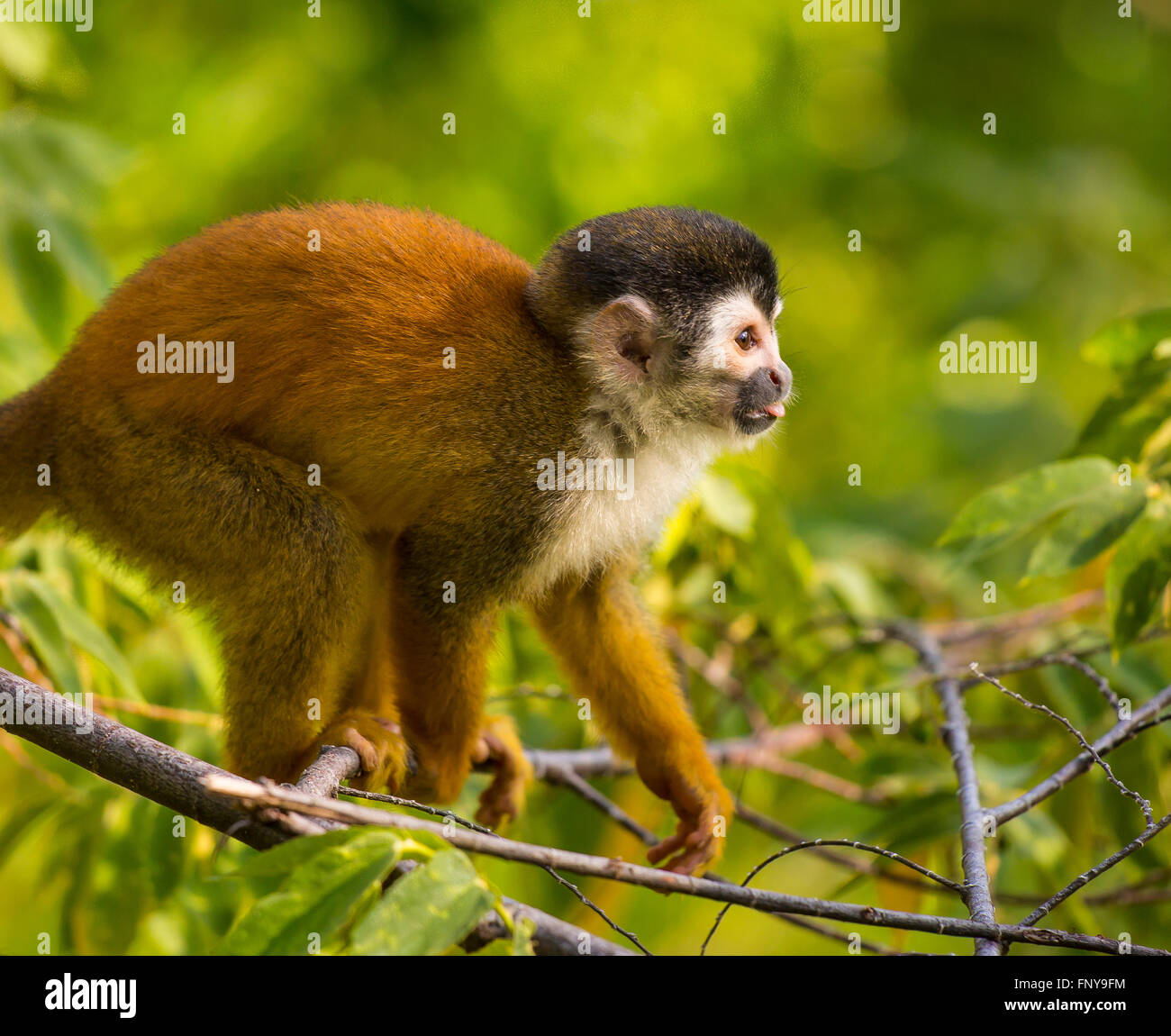 Péninsule de Osa, COSTA RICA - Amérique centrale singe écureuil dans la forêt tropicale. Saimiri oerstedii Banque D'Images