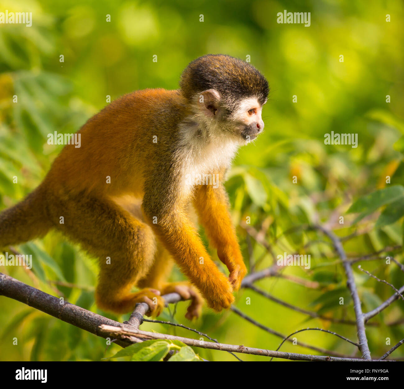 Péninsule de Osa, COSTA RICA - Amérique centrale singe écureuil dans la forêt tropicale. Saimiri oerstedii Banque D'Images