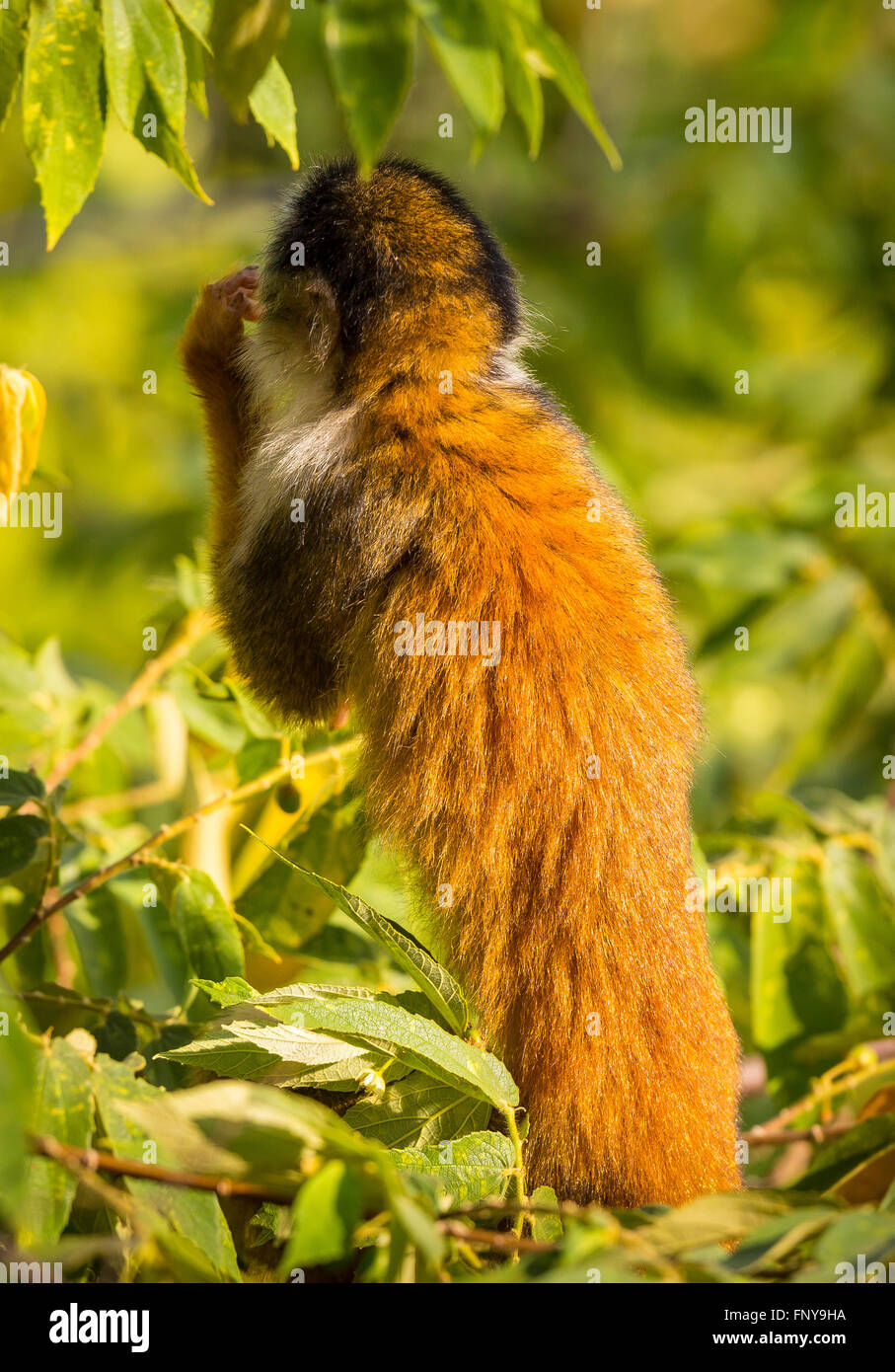 Péninsule de Osa, COSTA RICA - Amérique centrale singe écureuil dans la forêt tropicale. Banque D'Images