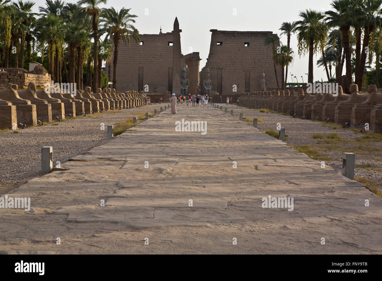 Louxor, Egypte - le 19 juillet : Rangées de statues de sphinx bordant la route dans le temple de Louxor, anciennement Thèbes. Le 19 juillet 2010 Luxor, Egyp Banque D'Images