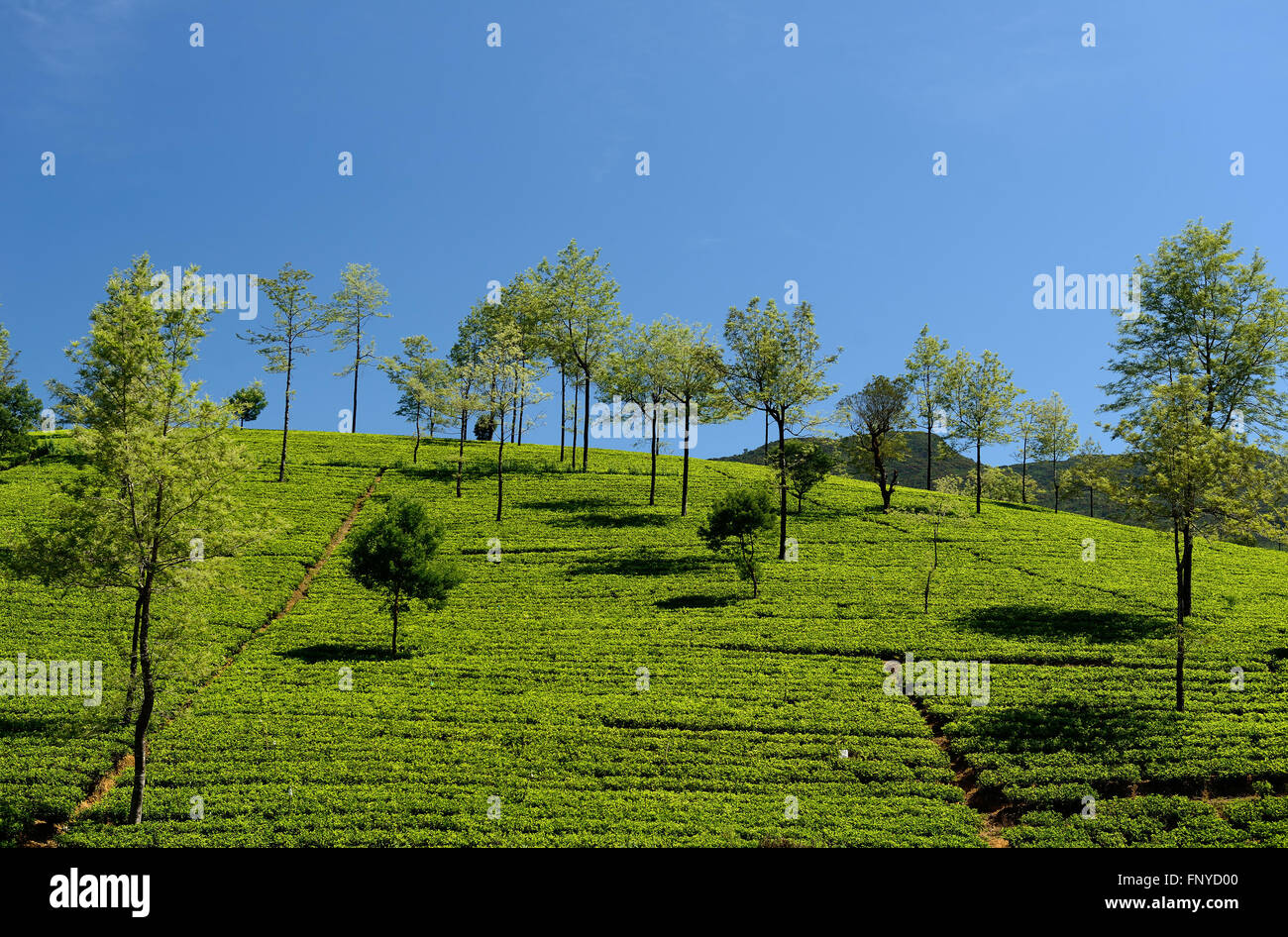 La plantation de thé, dans la montagne au Sri lanka, Banque D'Images