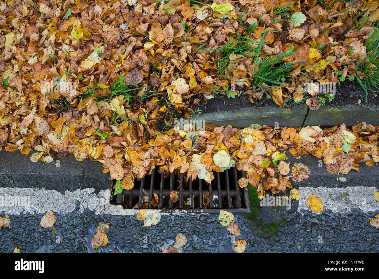 L'automne les feuilles mortes se trouvant sur la route sur le mouillé et la moitié pour une vidange de la route. Banque D'Images