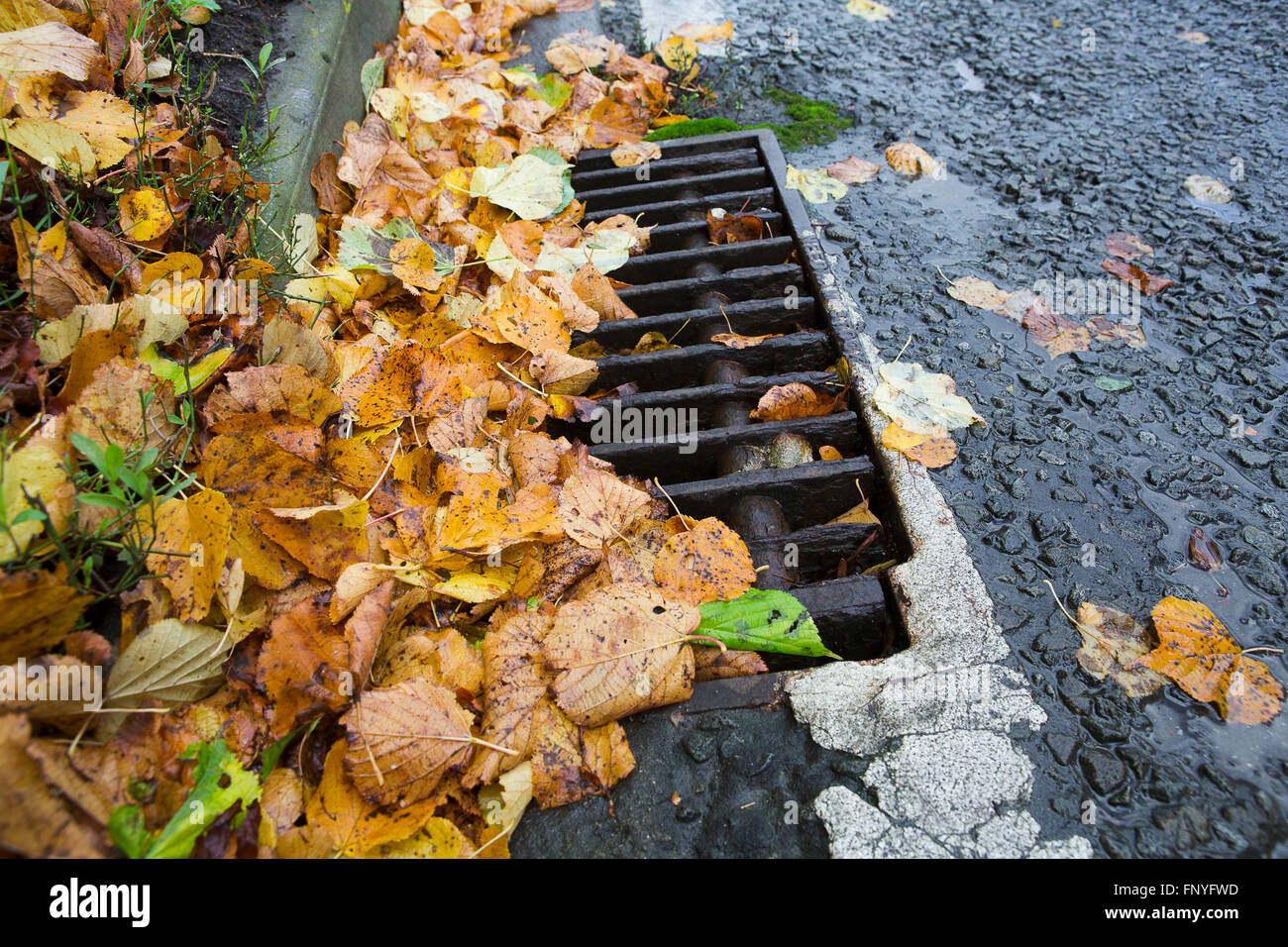 L'automne les feuilles mortes se trouvant sur la route sur le mouillé et la moitié pour une vidange de la route. Banque D'Images