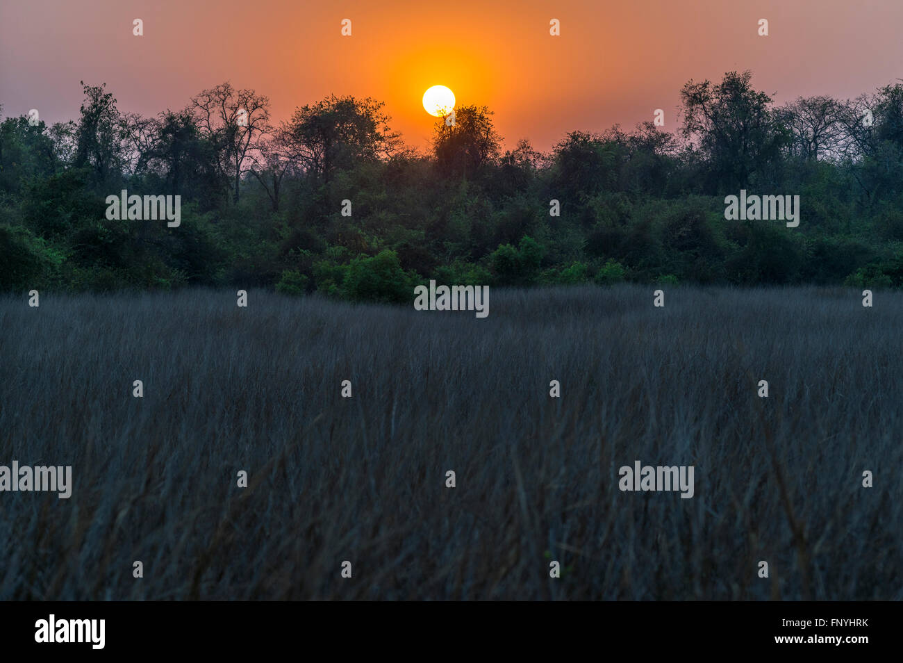 Coucher du Soleil vue panoramique à Tadoba forest, de l'Inde. Banque D'Images