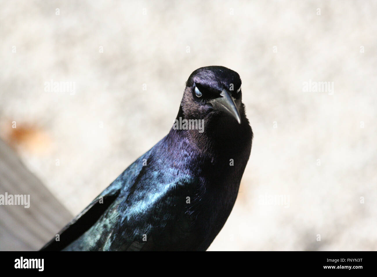 Close up of black bird en Floride Banque D'Images