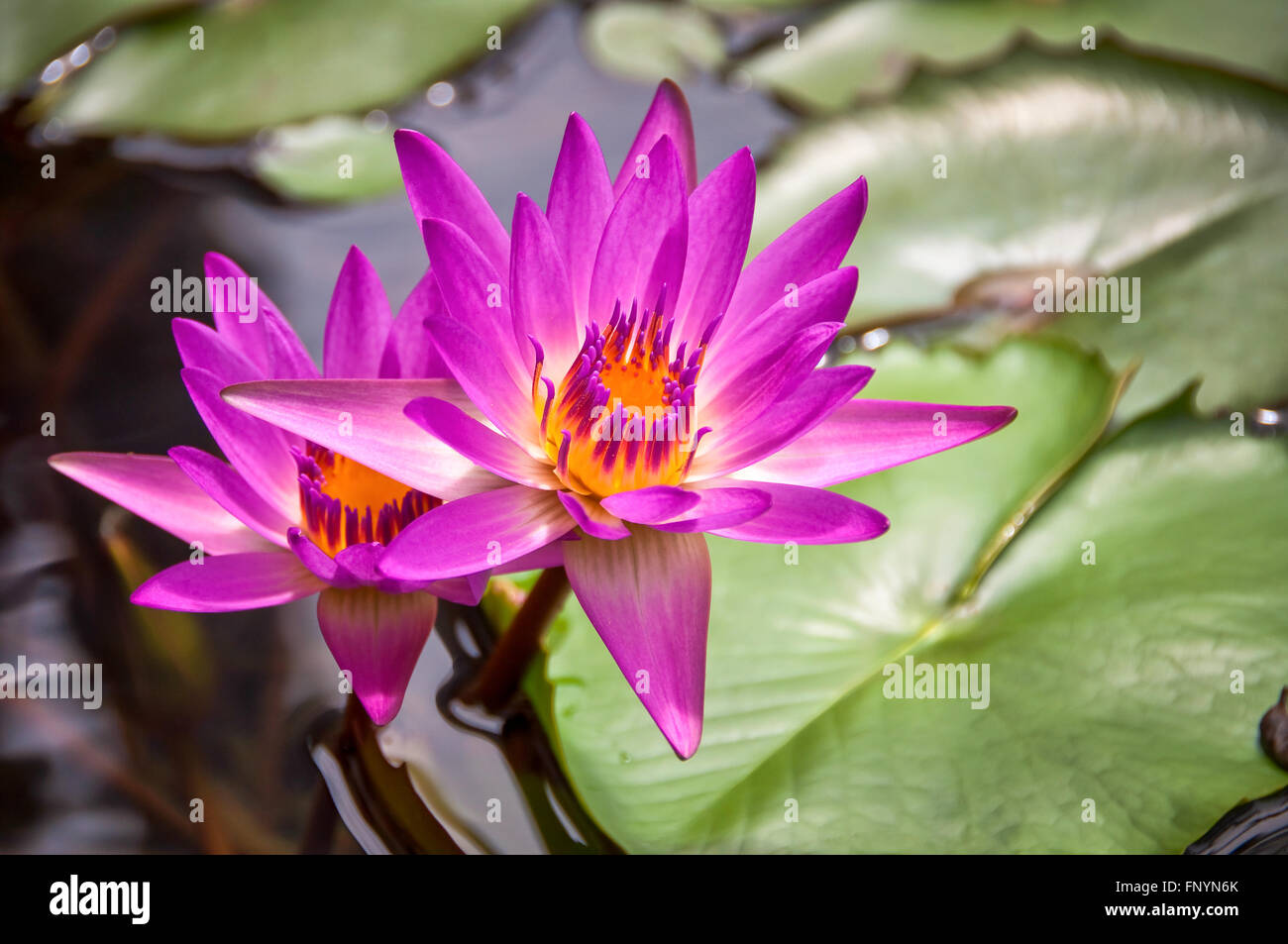 Nénuphar violet dans un étang Banque D'Images