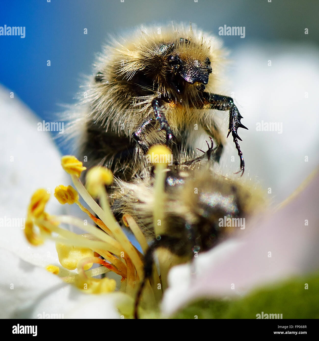 Abeille sur fleur Banque D'Images