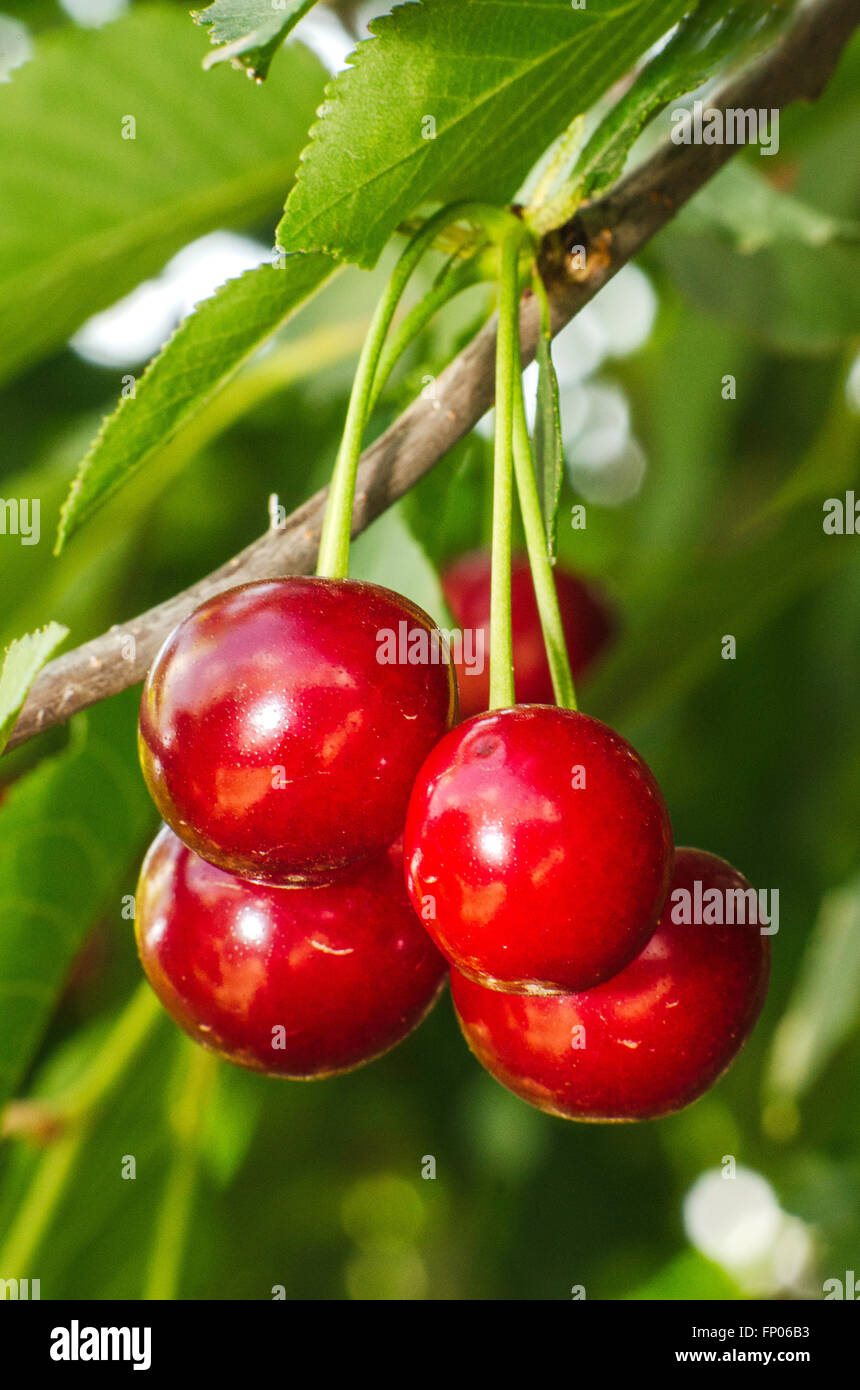 Cerises hanging on a cherry tree branch Banque D'Images