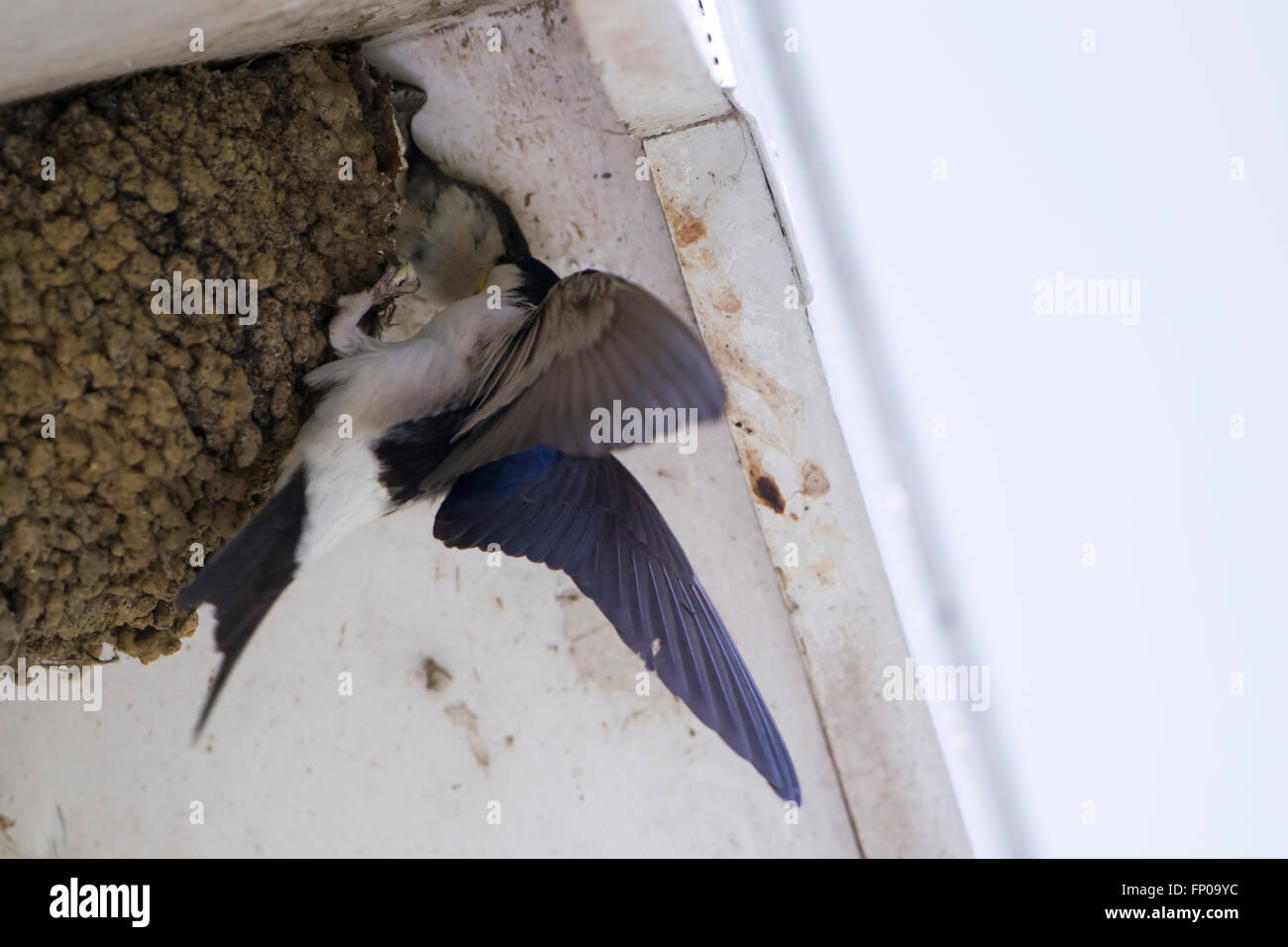 Un (Delichon urbicum) visite le nid sous les combles d'une maison où un jeune oiseau pokes out c'est la tête. Banque D'Images
