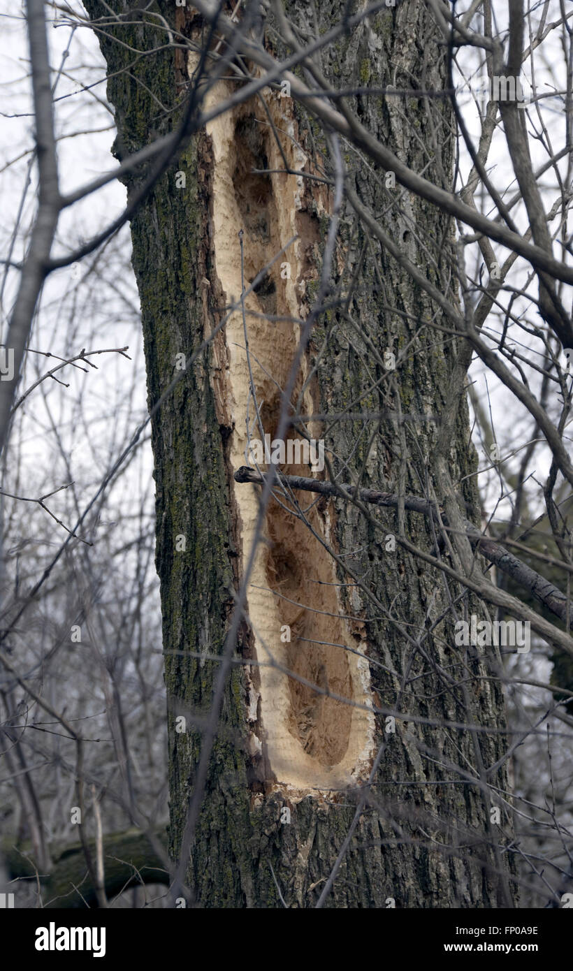 Trous creusés dans arbre mort par Grand Pic Dryocopus pileatus, la recherche d'insectes Banque D'Images