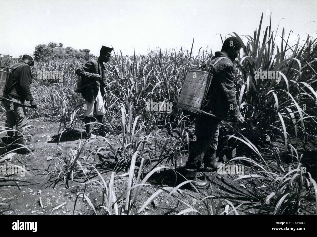 1962 - République dominicaine : les travailleurs de la canne à sucre haïtiens travaillant dans les plantations de sucre Haina-arrosage de la canne avec les pesticides. © Keystone Photos USA/ZUMAPRESS.com/Alamy Live News Banque D'Images