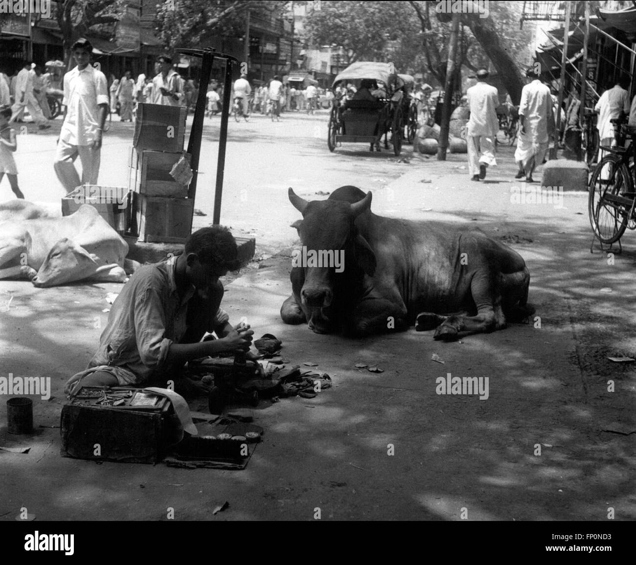 1962 - La vache sacrée : vaches sacrées sont autorisés à se promener dans les rues de la vieille ville de Delhi. À New Delhi qu'ils ne sont pas les bienvenus. © Keystone Photos USA/ZUMAPRESS.com/Alamy Live News Banque D'Images