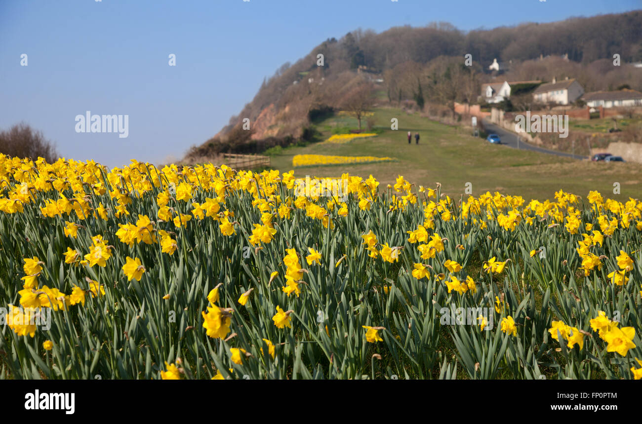 La ville de Sidmouth, UK 14 Mar 16. Un projet de plantation d'un million de bulbes - le dernier souhait d'un millionnaire canadien, est en cours dans la ville de Sidmouth, Devon. Autour de 500 000 bulbes ont été plantés par des bénévoles dans le Devon, Cornwall, au cours des trois dernières années. Banquier d'Keith Owen avait eu l'intention de prendre leur retraite à Sidmouth, qu'il considère comme "l'Angleterre comme il l'habitude d'être", mais la découverte en 2007, il n'avait que 8 semaines à vivre, gauche €2,3 millions de dollars à la ville pour des projets d'intérêt local. © Tony Charnock/Alamy Live News Banque D'Images