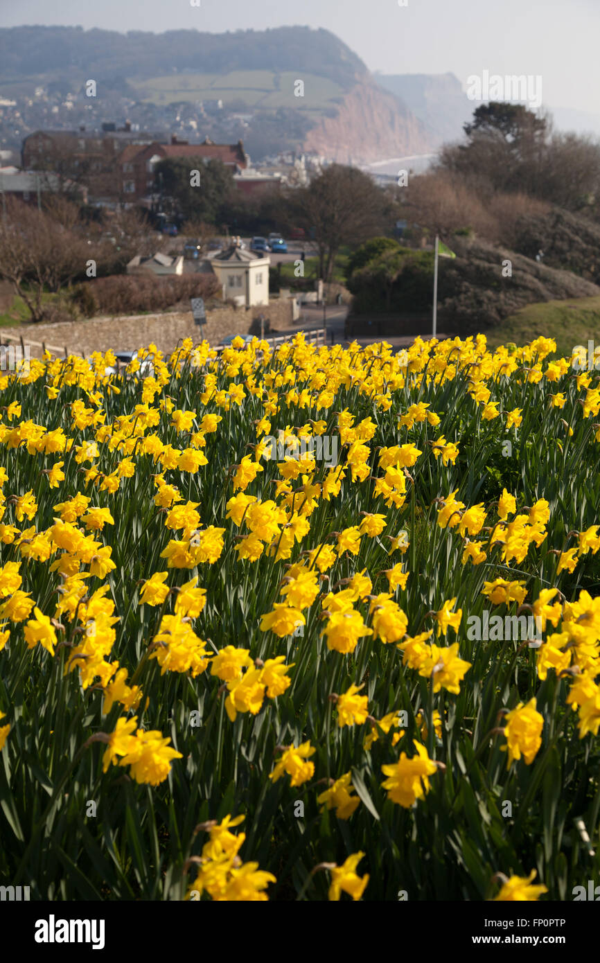 La ville de Sidmouth, UK 14 Mar 16. Un projet de plantation d'un million de bulbes - le dernier souhait d'un millionnaire canadien, est en cours dans la ville de Sidmouth, Devon. Autour de 500 000 bulbes ont été plantés par des bénévoles dans le Devon, Cornwall, au cours des trois dernières années. Banquier d'Keith Owen avait eu l'intention de prendre leur retraite à Sidmouth, qu'il considère comme "l'Angleterre comme il l'habitude d'être", mais la découverte en 2007, il n'avait que 8 semaines à vivre, gauche €2,3 millions de dollars à la ville pour des projets d'intérêt local. © Tony Charnock/Alamy Live News Banque D'Images