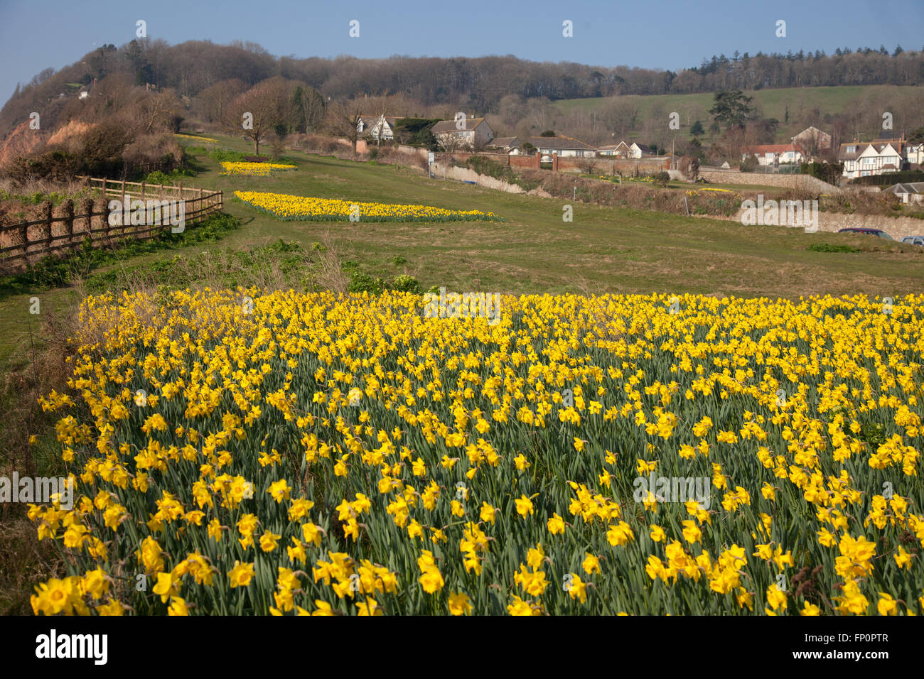 La ville de Sidmouth, UK 14 Mar 16. Un projet de plantation d'un million de bulbes - le dernier souhait d'un millionnaire canadien, est en cours dans la ville de Sidmouth, Devon. Autour de 500 000 bulbes ont été plantés par des bénévoles dans le Devon, Cornwall, au cours des trois dernières années. Banquier d'Keith Owen avait eu l'intention de prendre leur retraite à Sidmouth, qu'il considère comme "l'Angleterre comme il l'habitude d'être", mais la découverte en 2007, il n'avait que 8 semaines à vivre, gauche €2,3 millions de dollars à la ville pour des projets d'intérêt local. © Tony Charnock/Alamy Live News Banque D'Images