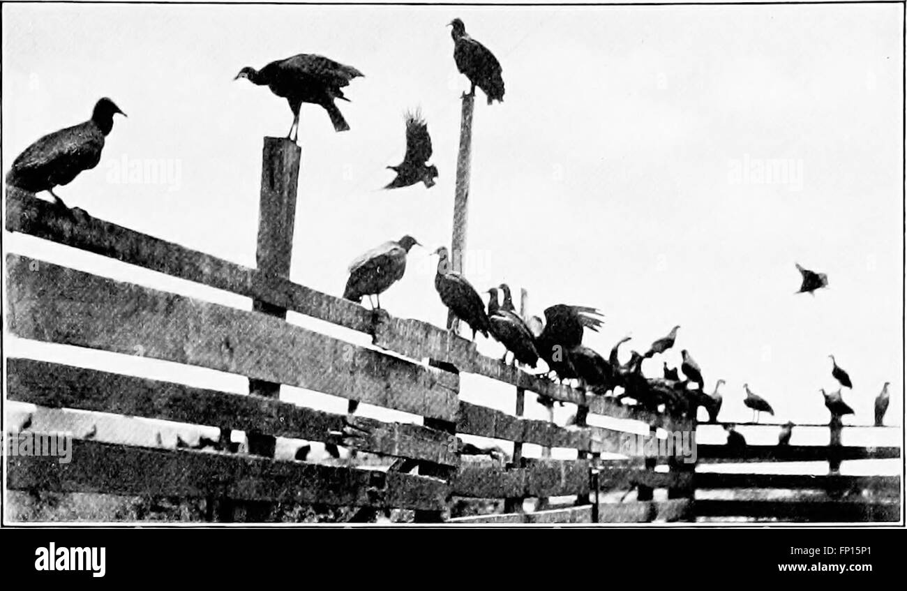 Cet ouvrage de 1905 raconte les aventures de l'auteur photographiant des oiseaux sauvages à travers l'Amérique du Nord. Il met en évidence les plus grandes espèces d'oiseaux, marines et terrestres, capturant leurs comportements et leurs habitats. Banque D'Images