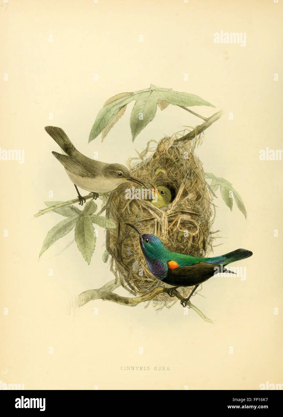 Cette monographie détaille la famille des oiseaux solaires (Nectariniidae), y compris leur répartition, leur comportement et leur écologie. Il fournit une étude complète des espèces au sein de cette famille aviaire. Banque D'Images