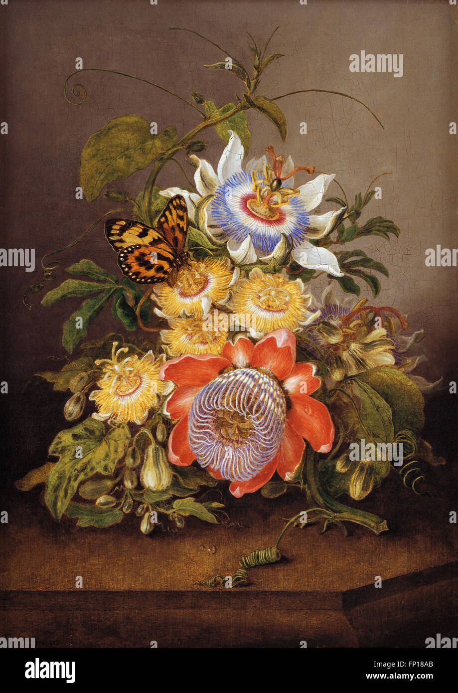 Ferdinand Bauer - Passionflowers Banque D'Images