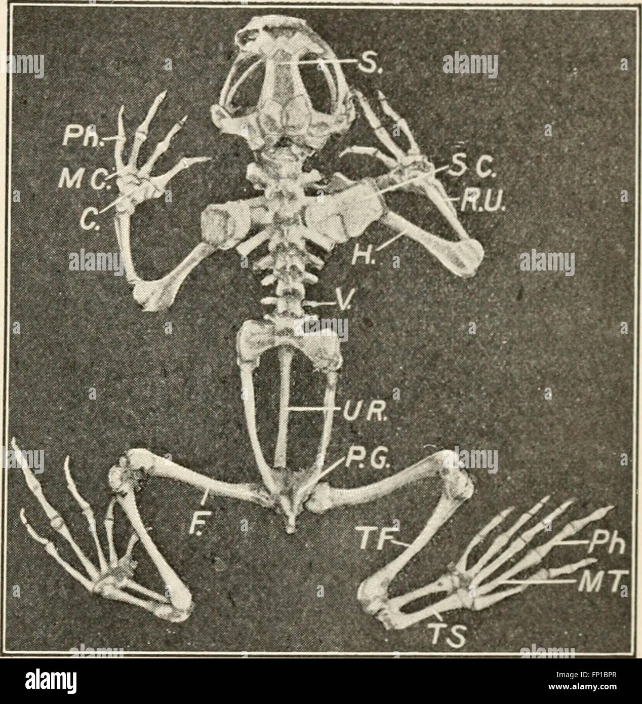 Éléments de biologie ; un texte utile-livre de corréler la botanique, la zoologie et la physiologie humaine ((c1907)) Banque D'Images