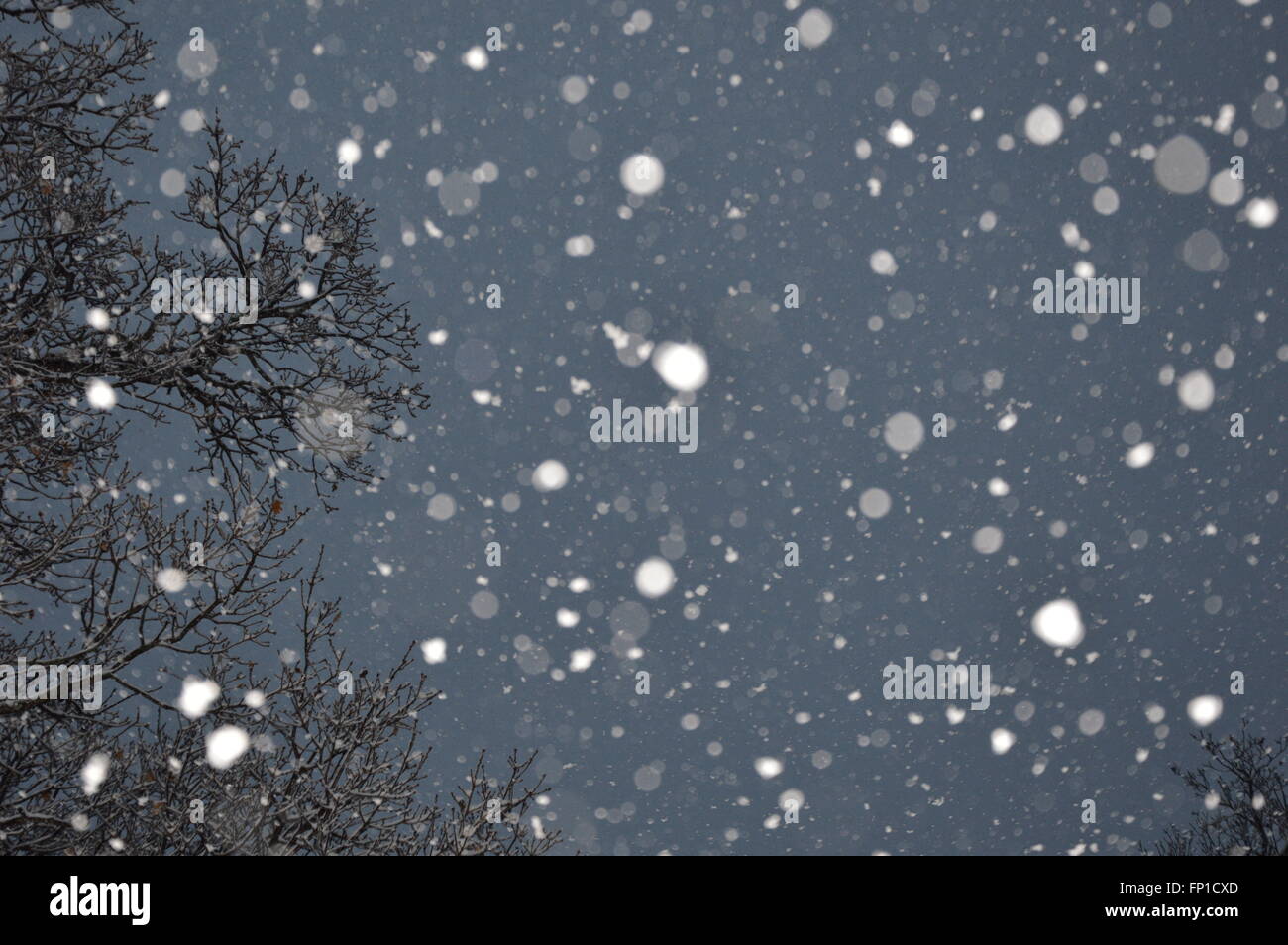 Flocons de neige dans la forêt Banque D'Images