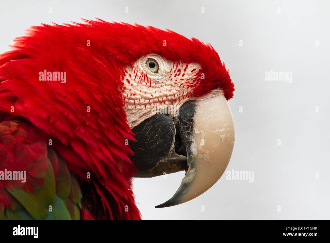 Un ara rouge close-up portrait. Banque D'Images