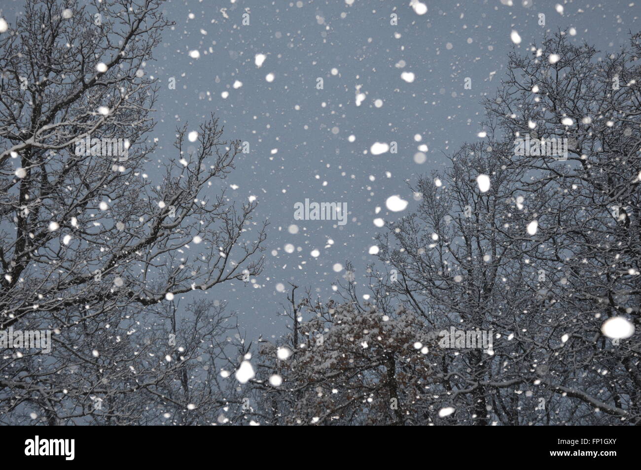 Flocons de neige dans la forêt Banque D'Images