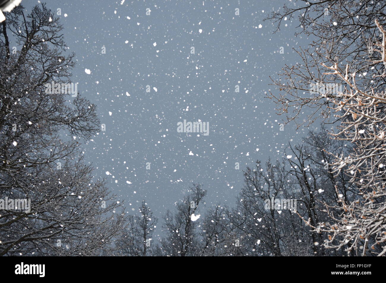 Flocons de neige dans la forêt Banque D'Images