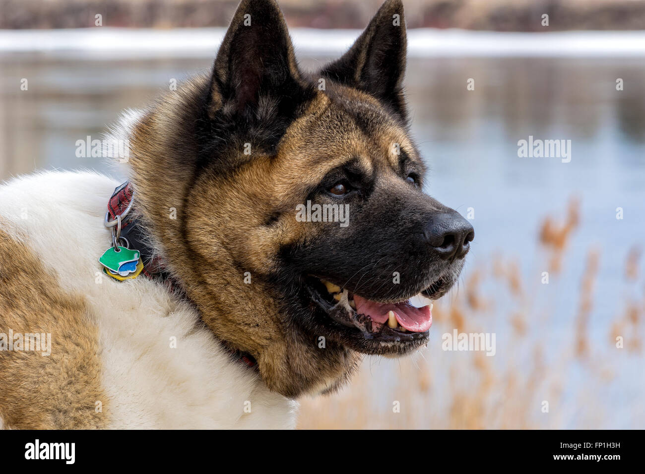 chien akita mâle Banque D'Images