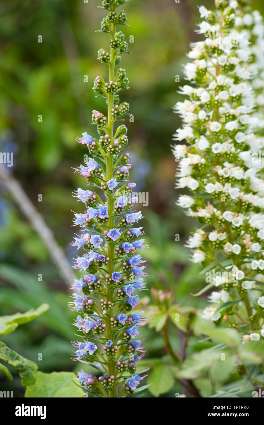 La flore de Gran Canaria - Echium callithyrsum, Bleu de Vipérine commune Gran Canaria, inflorescence isolated on white Banque D'Images