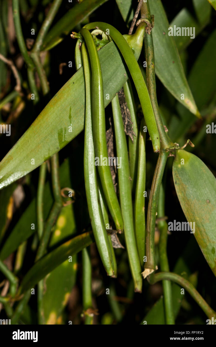 De plus en plus de vanille, Tahiti, Moorea, Polynésie Française, Océan Pacifique, Banque D'Images