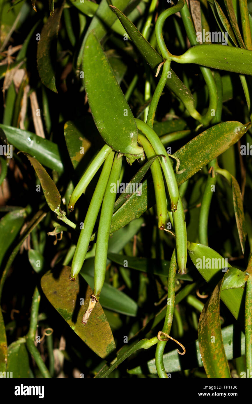 De plus en plus de vanille, Tahiti, Moorea, Polynésie Française, Océan Pacifique, Banque D'Images
