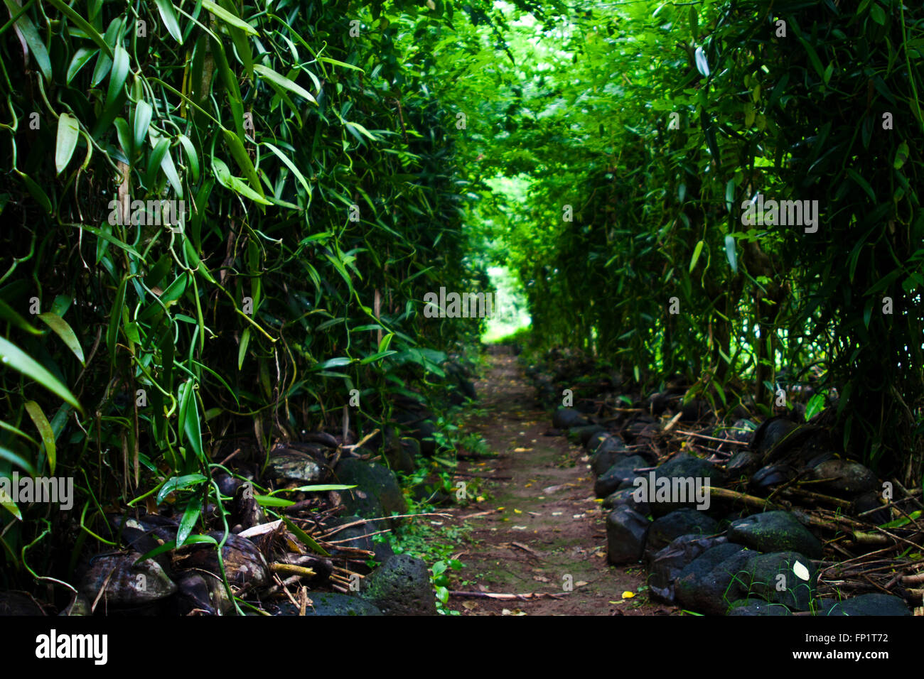 Un mur de plantes, de vanille de Tahiti, Moorea, Polynésie Française, Océan Pacifique, Banque D'Images