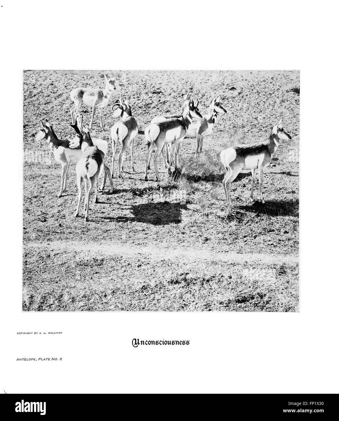 'Hoofs, Claws, and Antlers of the Rocky Mountains' présente une exploration photographique de la faune des montagnes Rocheuses, mettant en vedette des animaux avec des sabots, des griffes et des bois, avec un accent sur les espèces d'antilopes dans la planche 6. Banque D'Images