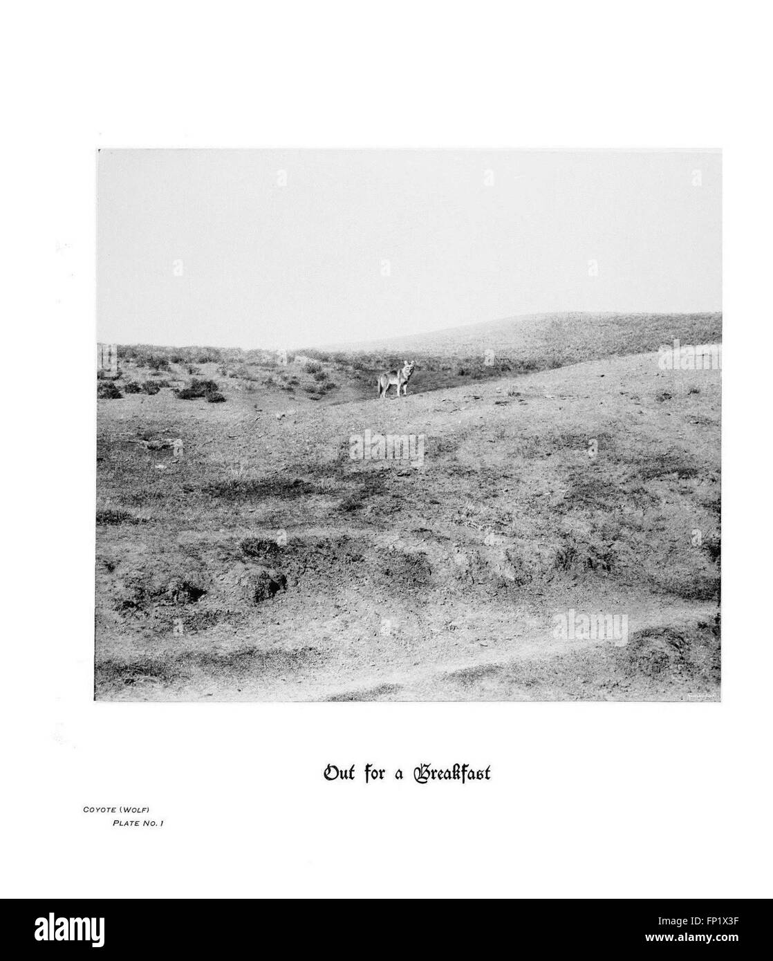 Ce travail photographique présente des images détaillées des sabots, des griffes et des bois de la faune sauvage des montagnes Rocheuses, mettant spécifiquement en évidence le coyote et le loup. Il donne un aperçu de l'anatomie et des adaptations de survie de ces animaux. Banque D'Images