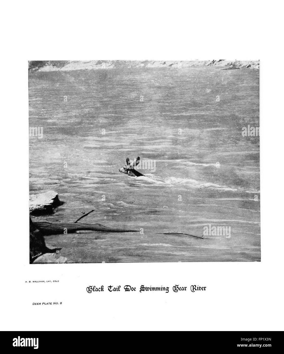 Ce travail photographique capture des images de sabots, de griffes et de bois d'animaux des montagnes Rocheuses, en mettant l'accent sur les caractéristiques et la diversité de ces caractéristiques dans la faune indigène de la région. Banque D'Images