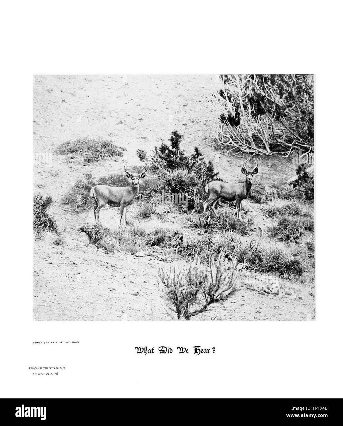 Hoofs, Claws, and Antlers of the Rocky Mountains (planche 15) présente des études photographiques détaillées de diverses caractéristiques animales telles que les sabots, les griffes et les bois trouvés dans les montagnes Rocheuses, en se concentrant particulièrement sur les cerfs et d'autres animaux sauvages. Banque D'Images