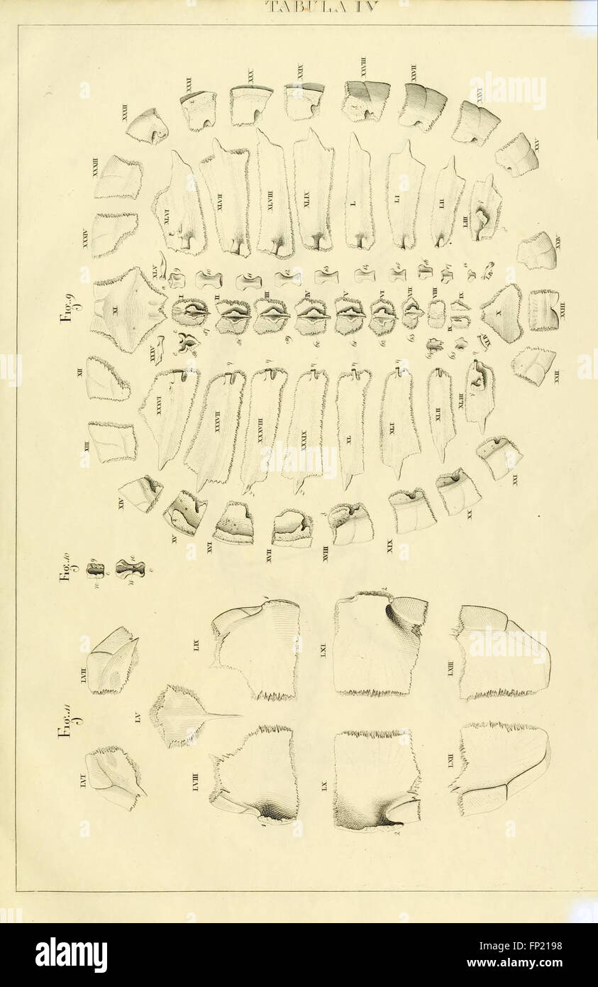Anatome testudinis Europaeae (Tabula IV) Banque D'Images