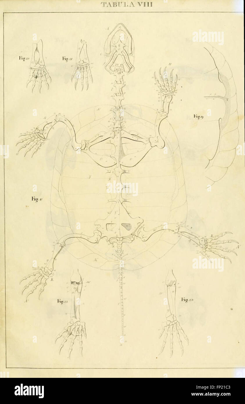 Anatome testudinis Europaeae (Tabula VIII) Banque D'Images