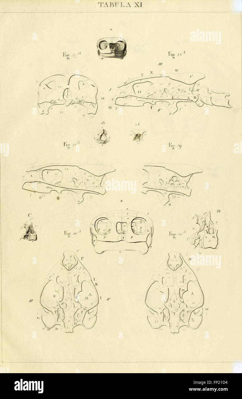 Anatome testudinis Europaeae (Tabula XI) Banque D'Images