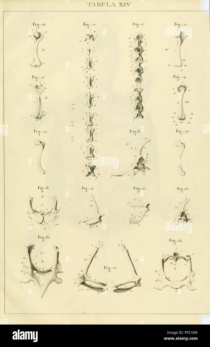 Anatome testudinis Europaeae (Tabula XIV) Banque D'Images