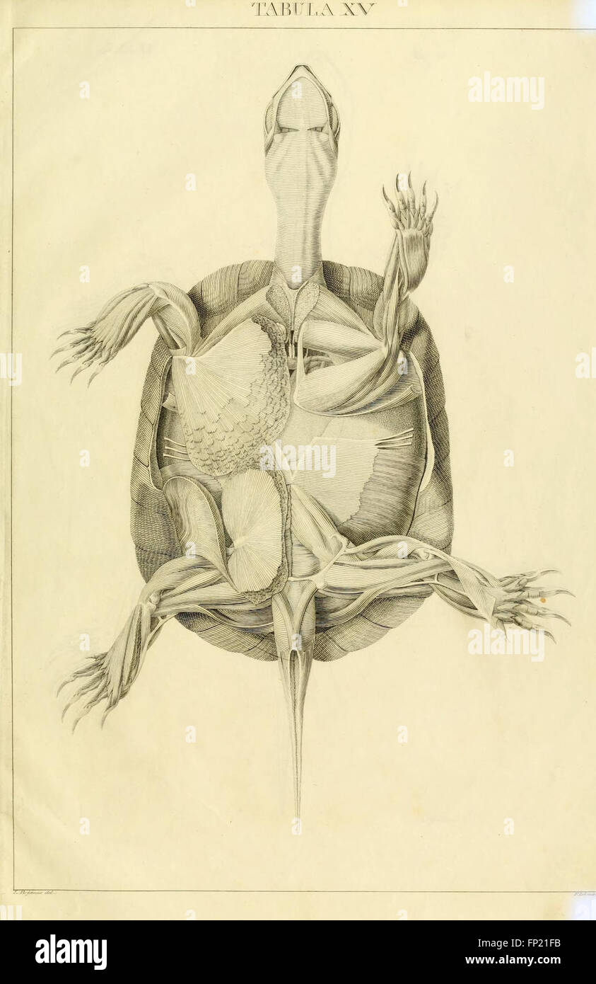 Anatome testudinis Europaeae (Tabula XV) Banque D'Images