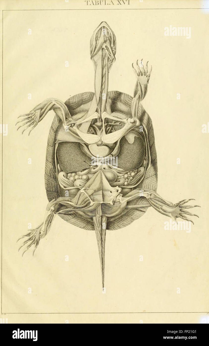 Anatome testudinis Europaeae (Tabula XVI) Banque D'Images