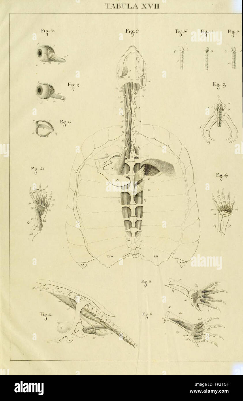 Anatome testudinis Europaeae (Tabula XVII) Banque D'Images