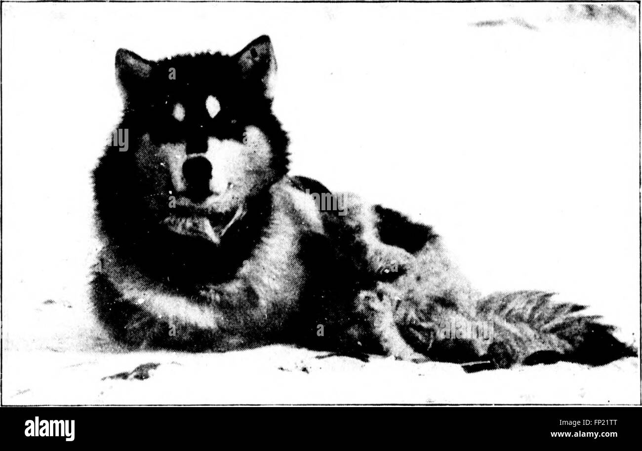 Ce travail sur les microformes détaille les expéditions dans le nord du Groenland entre 1886 et 1897, documentant la vie et le travail le long de la calotte glaciaire et des rives, fournissant un aperçu de l'exploration polaire au cours de cette période. Banque D'Images